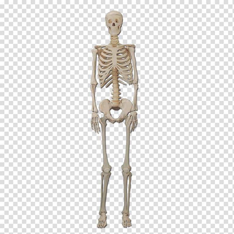 human skeleton illustration, Human skeleton Bone Human body Organ, skeleton transparent background PNG clipart