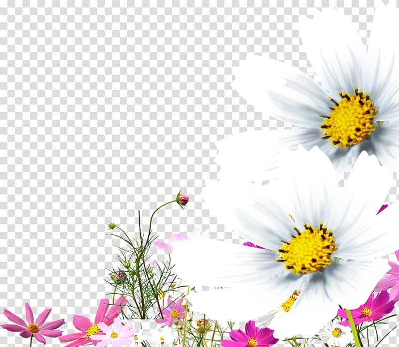 Chrysanthemum Oxeye daisy , chrysanthemum transparent background PNG clipart