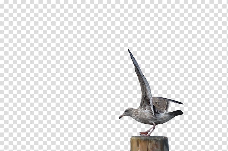 Gulls Bird , seagull transparent background PNG clipart