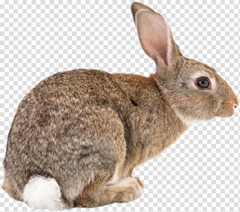 big brown bunny transparent background PNG clipart