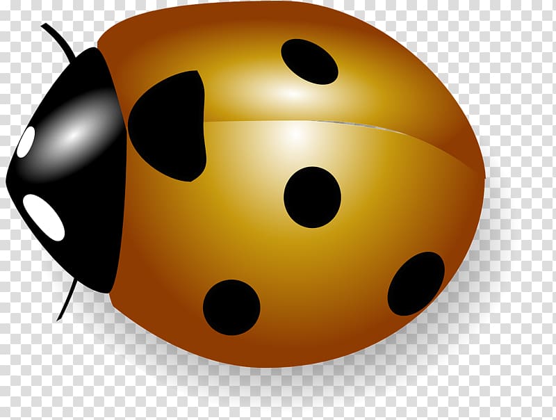 Ladybird , Crawling beetles transparent background PNG clipart