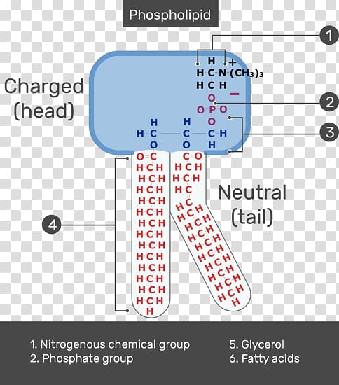 Lipid bilayer Phospholipid Membrane lipids Cell membrane, show yourself transparent background PNG clipart