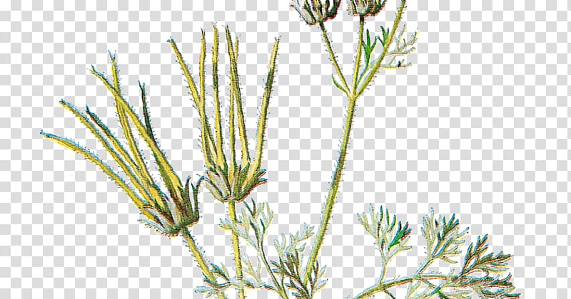 Familiar Wild Flowers Sweet cicely, flower transparent background PNG clipart