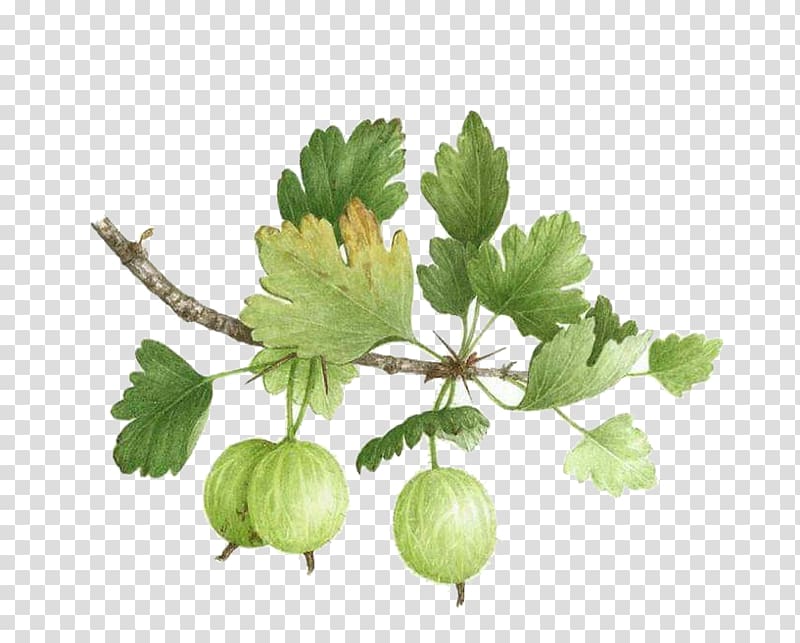 Gooseberry Watercolor painting Botanical illustration Botany, Decorative painted bright green melon vine transparent background PNG clipart