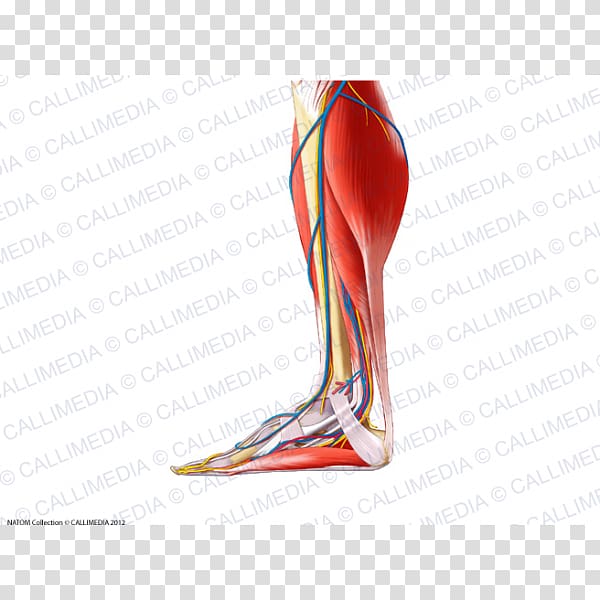 Calf Muscle Foot Human leg Crus, arm transparent background PNG clipart