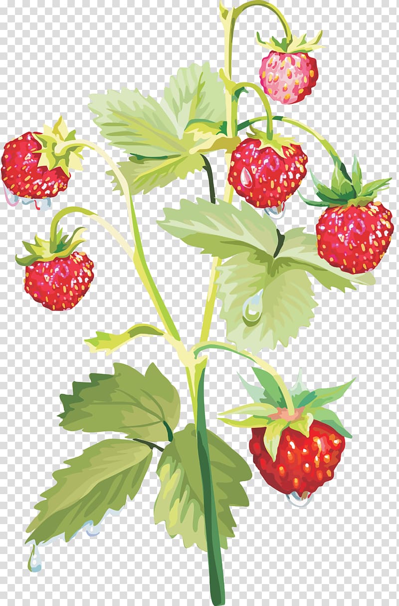 Musk strawberry, strawberry transparent background PNG clipart