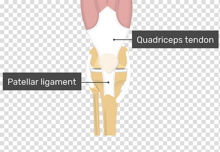 Shoulder Patellar ligament Knee Quadriceps femoris muscle, Patellar Tendinitis transparent background PNG clipart