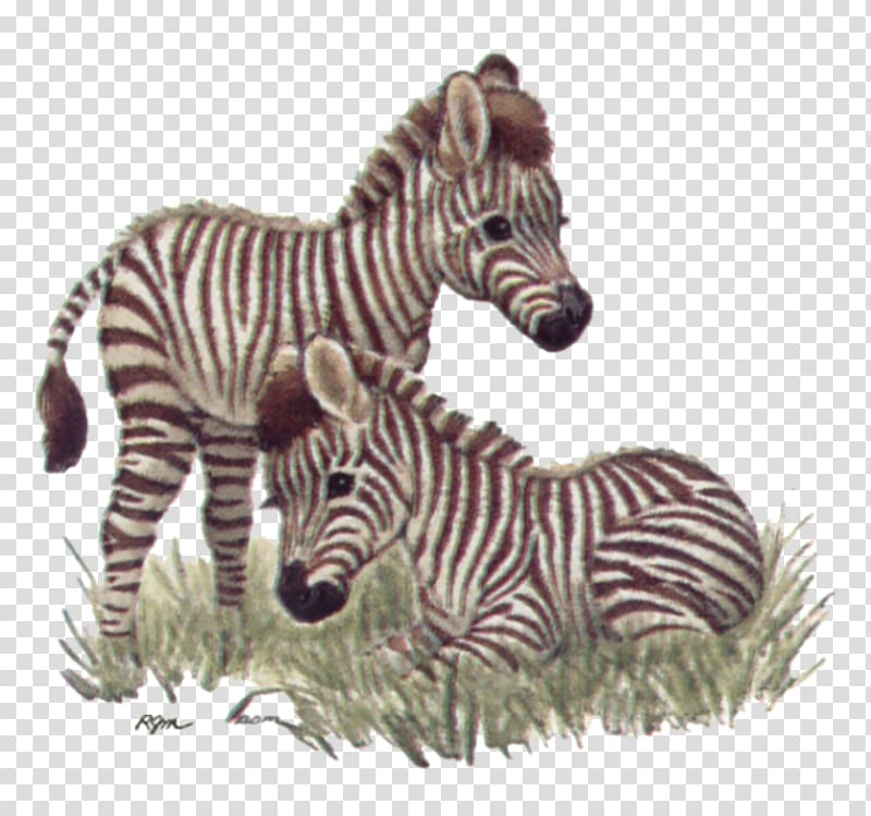 Quagga Giraffe Baby Tigers Baby Jungle Animals, baby zebra transparent background PNG clipart