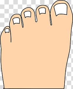 Toe Foot , toe transparent background PNG clipart