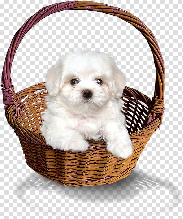 Puppy Dog , Bamboo basket puppy transparent background PNG clipart