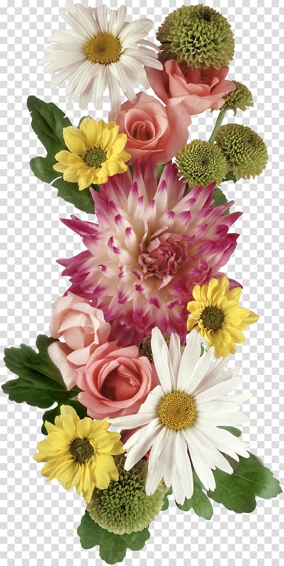 Transvaal daisy Floral design Cut flowers , flower transparent background PNG clipart