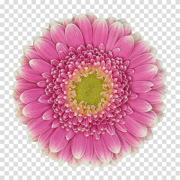 Transvaal daisy Floristry Chrysanthemum Cut flowers Petal, chrysanthemum transparent background PNG clipart