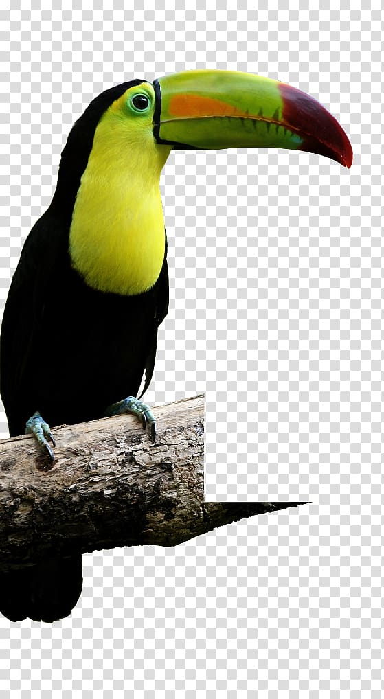 Bird Reptile Macaw Keel-billed toucan Aracari, Bird transparent background PNG clipart