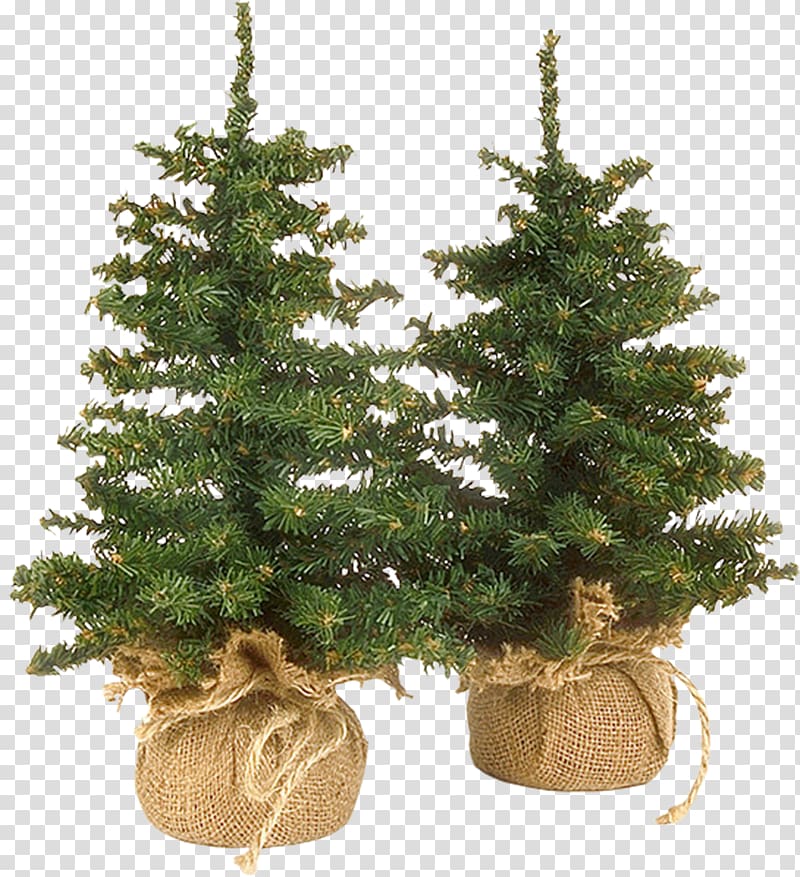 Christmas ornament Spruce New Year tree Christmas tree , bonsai trees transparent background PNG clipart