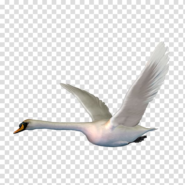 Cygnini Bird , Ugly duckling white swan transparent background PNG clipart