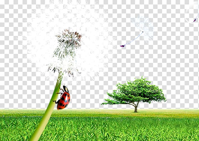 Xianning Resource, Dandelion meadow transparent background PNG clipart