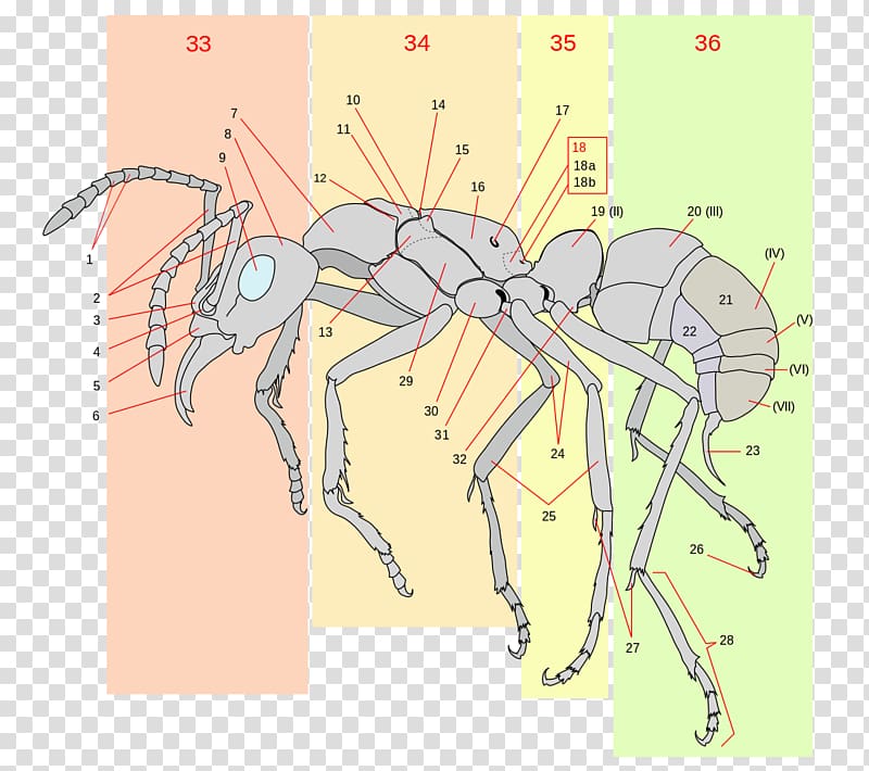 The Ants Insect Anatomy Gaster, ant transparent background PNG clipart