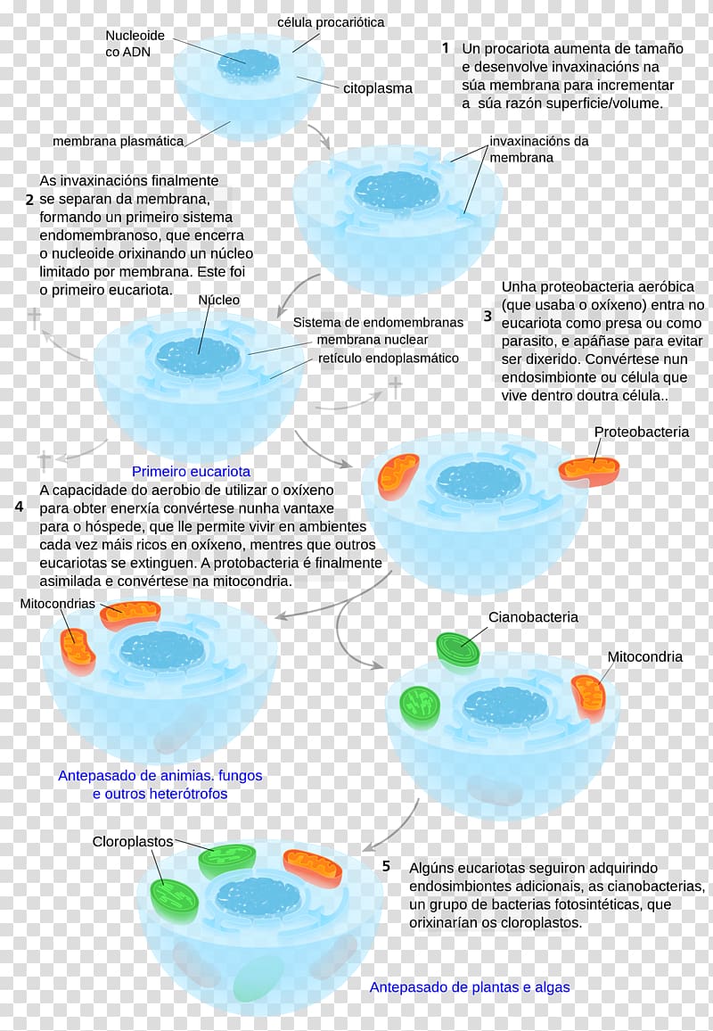 Symbiogenesis Endosymbiont Cell Eukaryote Archaeans, mesh crack transparent background PNG clipart