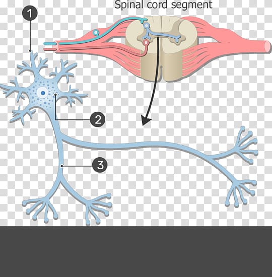 Neuron Nervous system Soma Cell Human body, nerve structure transparent background PNG clipart