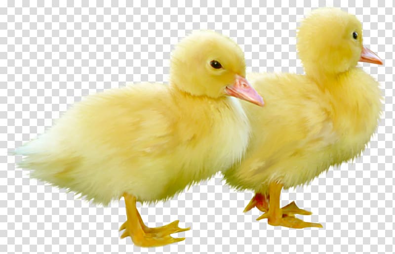 two yellow bucklings, Duck , Cute Little Ducks transparent background PNG clipart