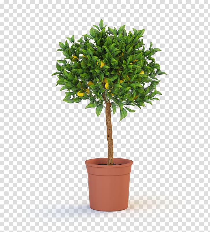 Trunk Houseplant Tree Topiary, tree transparent background PNG clipart