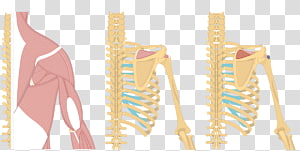 Shoulder Latissimus dorsi muscle Origin and Insertion Infraspinatus muscle, Muscular System transparent background PNG clipart thumbnail