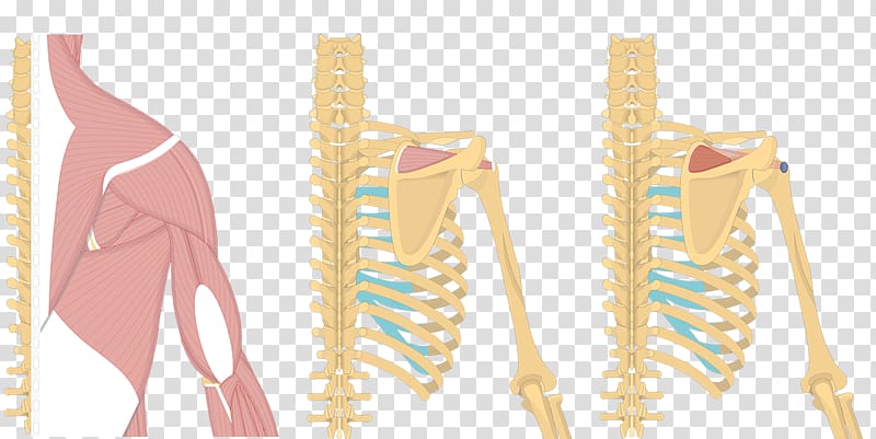 Shoulder Latissimus dorsi muscle Origin and Insertion Infraspinatus muscle, Muscular System transparent background PNG clipart