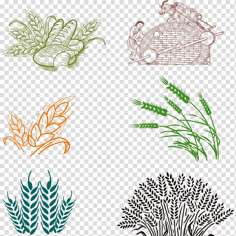 five plants artworks, Bakery Common wheat, wheat transparent background PNG clipart