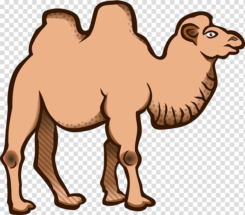 Dromedary Bactrian camel , camels transparent background PNG clipart