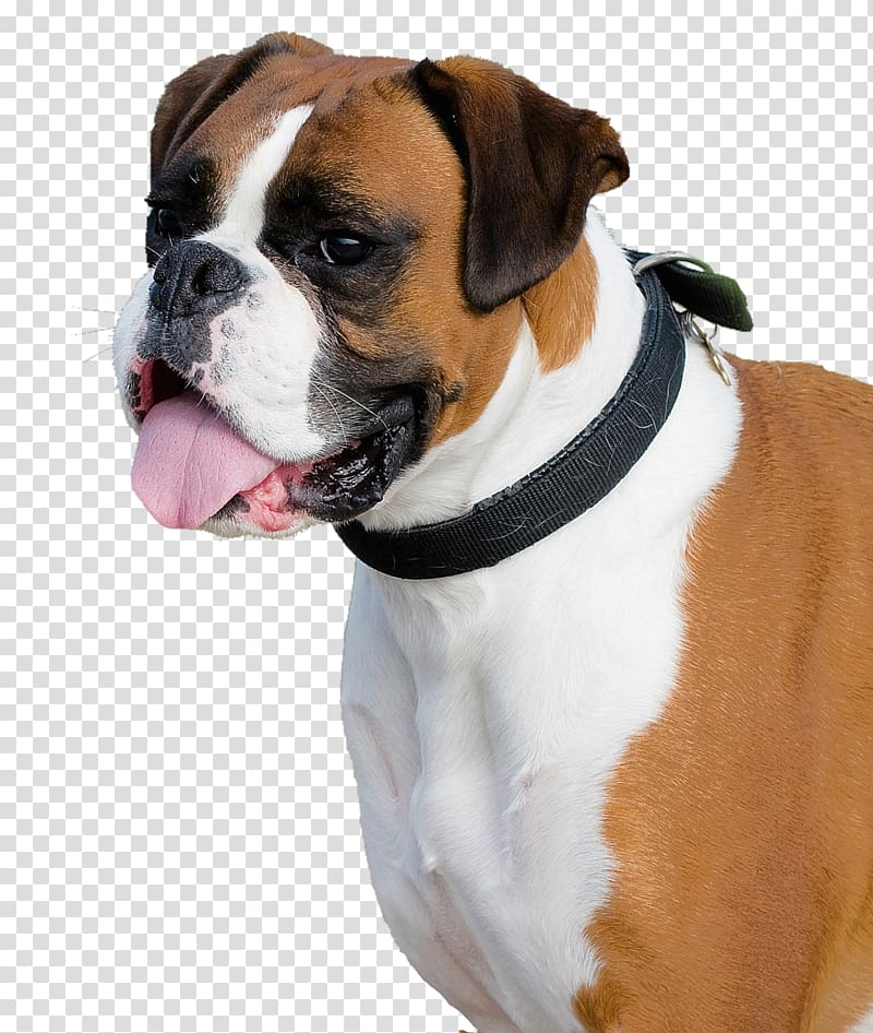 adult fawn boxer, Boxer Bulldog Miniature Schnauzer English Cocker Spaniel Dobermann, Boxer Dog transparent background PNG clipart