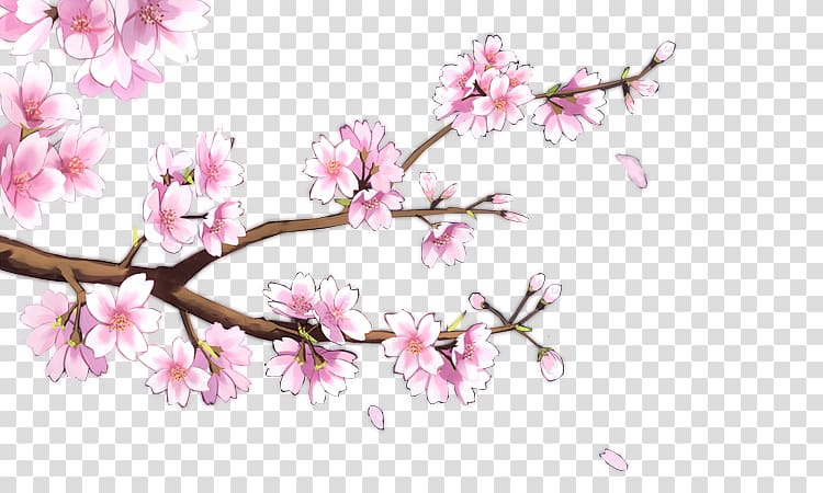 Common plum Plum blossom, Dream branch Plum transparent background PNG clipart