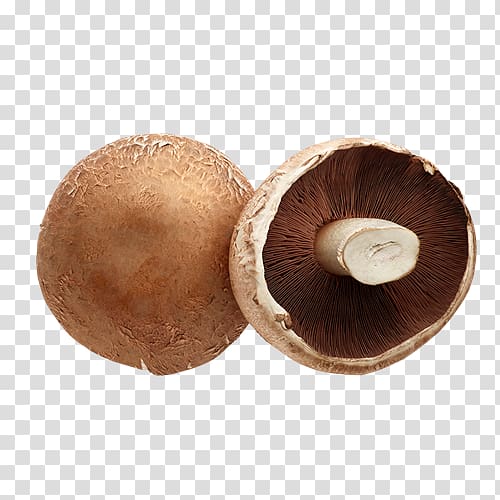 Shiitake Saxtorp Svamp AB GrönsaksMästarna Sverige AB Common Bean Pea, others transparent background PNG clipart