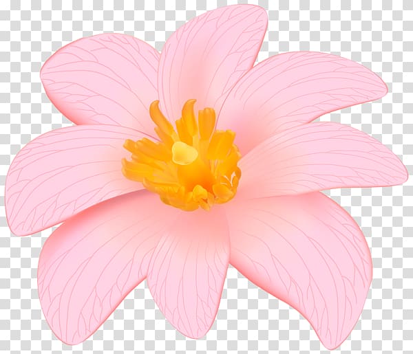 Desktop Pink flowers , exotic transparent background PNG clipart