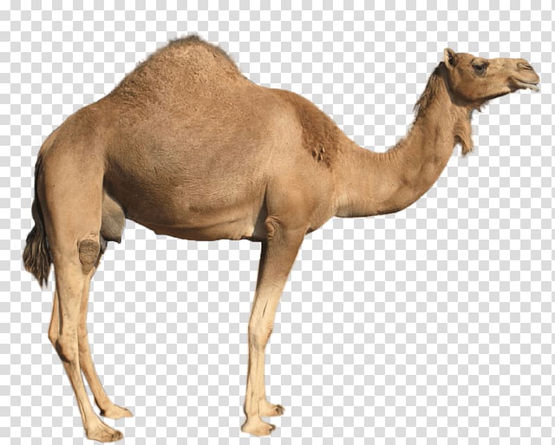 brown camel, Dromedary Sideview transparent background PNG clipart