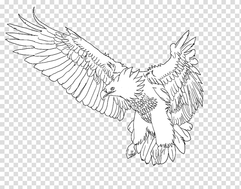 Bald Eagle Chicken Beak Sketch, phoenix bird transparent background PNG clipart