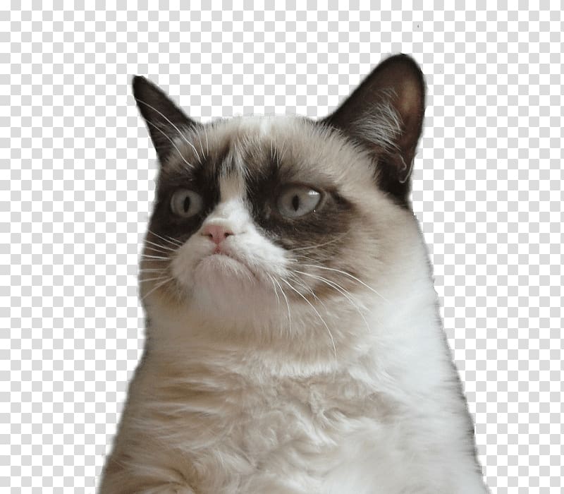 Grumpy Cat Snowshoe cat , cats transparent background PNG clipart
