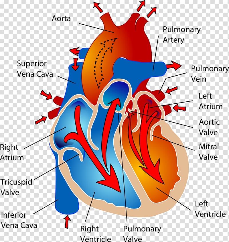 The Cardiovascular System Circulatory system Heart Human body Anatomy, heart transparent background PNG clipart