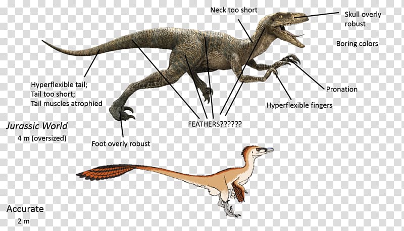 Velociraptor Deinonychus Tyrannosaurus Utahraptor Spinosaurus, dinosaur transparent background PNG clipart