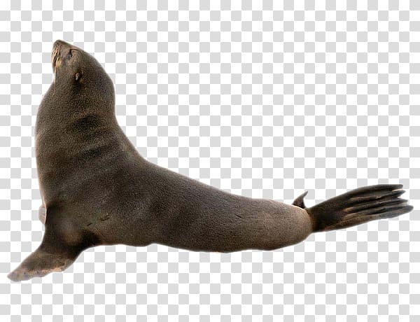 Sea lion Earless seal Harbor seal Marine mammal Penguin, sea lions transparent background PNG clipart