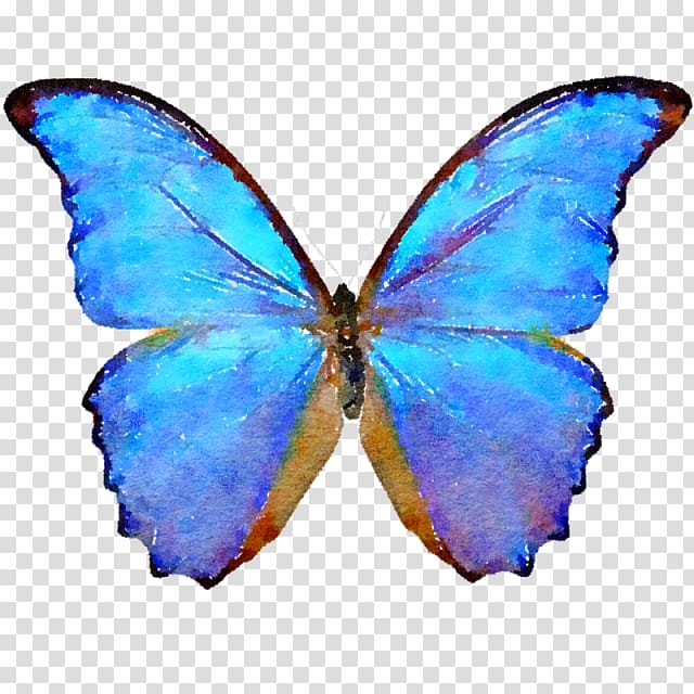 Butterfly Morpho menelaus Sunset morpho Insect Morpho peleides, watercolor butterfly transparent background PNG clipart