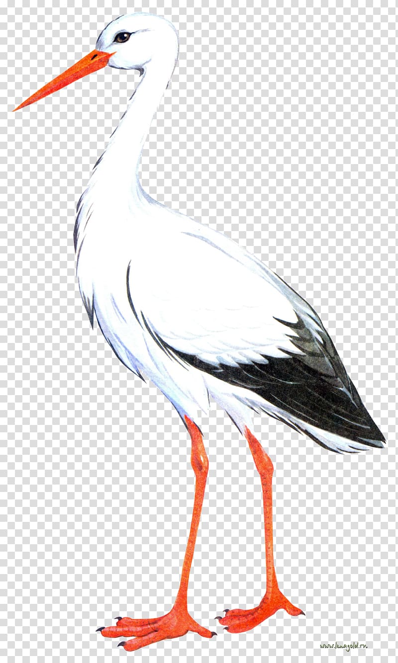 White stork Bird Crane, Stork transparent background PNG clipart
