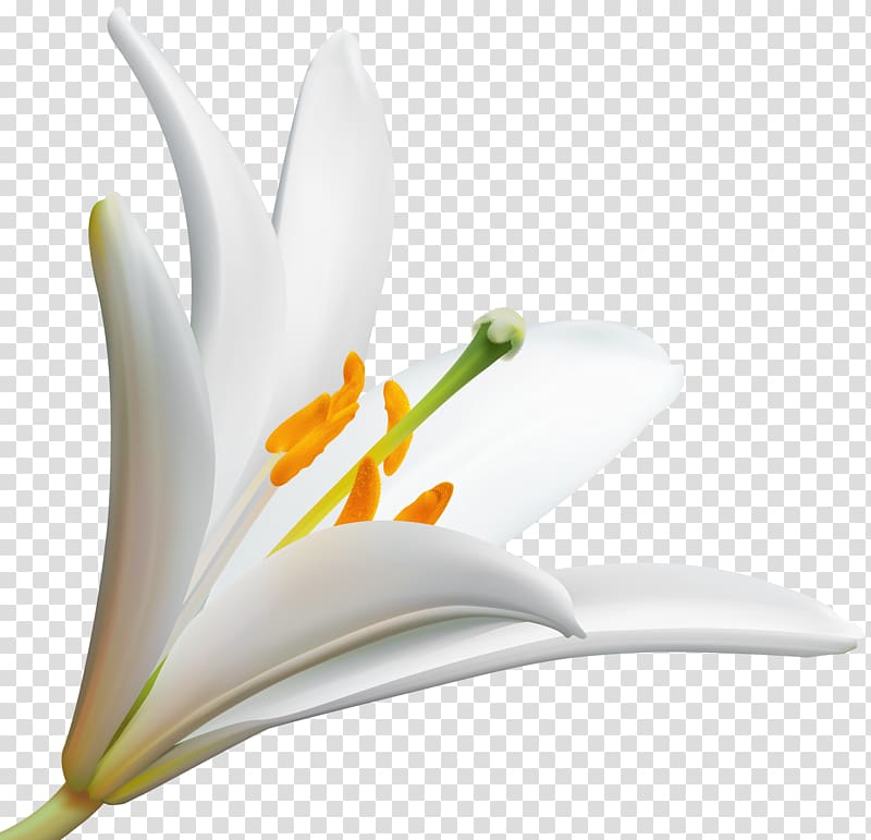 file formats Lossless compression, Lilly Flower transparent background PNG clipart