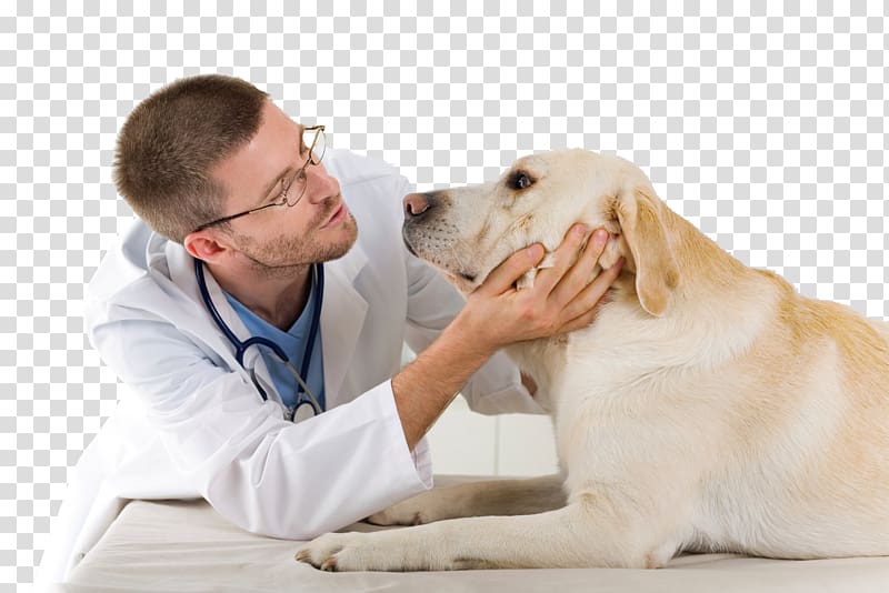Dog Veterinarian Veterinary medicine Clinique vétérinaire Pet, Dog transparent background PNG clipart