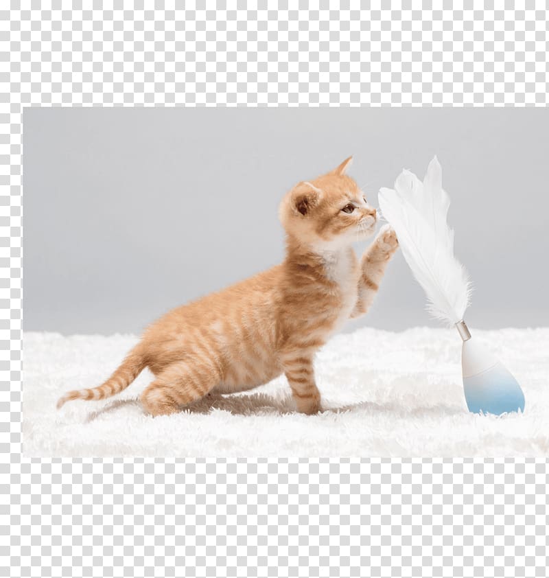 Whiskers Munchkin cat Kitten Cat play and toys Cat Litter Trays, kitten transparent background PNG clipart