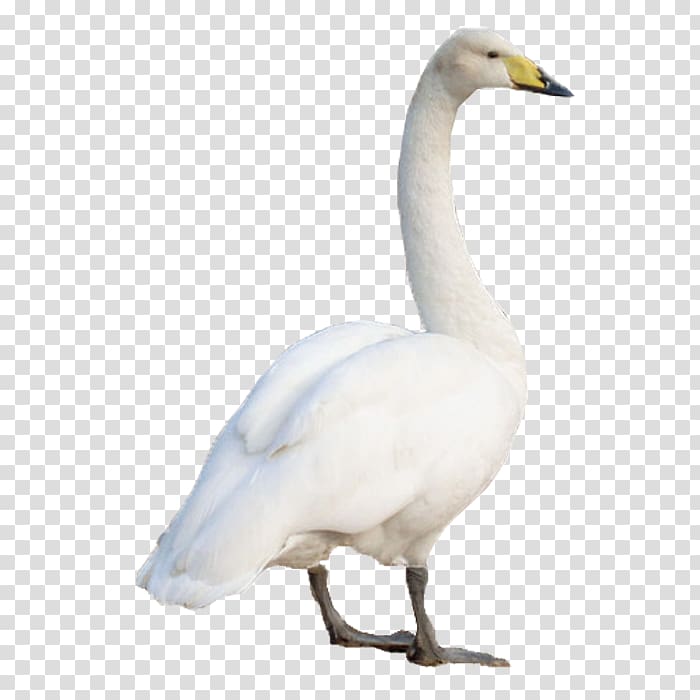 Swan goose Domestic goose, Goose transparent background PNG clipart