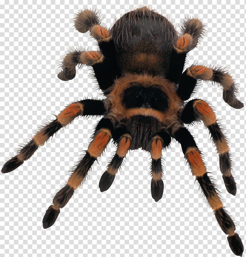 Mexican red knee tarantula, Spider web, Spider transparent background PNG clipart