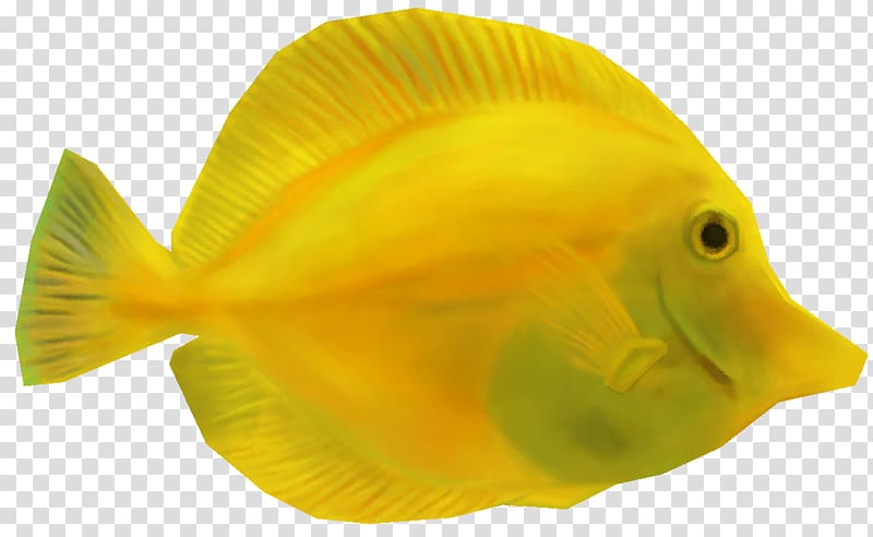 Coral reef fish Yellow tang Animal, turtle transparent background PNG clipart