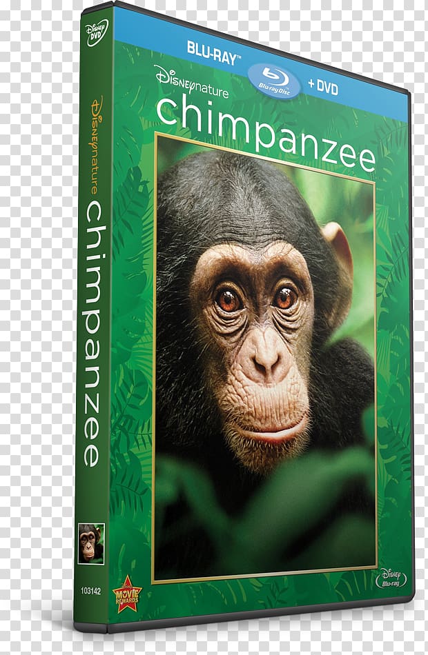 Common chimpanzee Gorilla Documentary film 0, gorilla transparent background PNG clipart