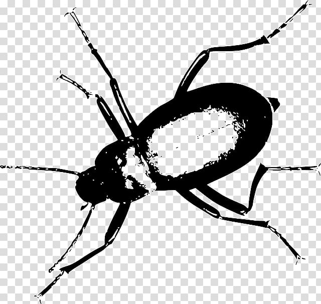 Darkling beetle Computer Icons , insect transparent background PNG clipart