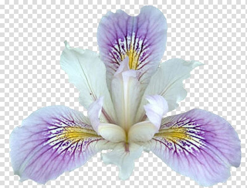 Northern blue flag Plant Flower Iris pseudacorus , Irises transparent background PNG clipart
